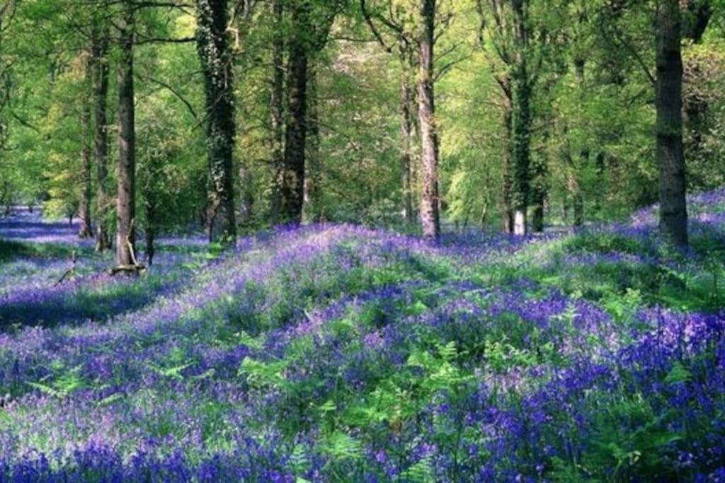 The Cider House Holiday Cottage Welsh Newton Common Esterno foto